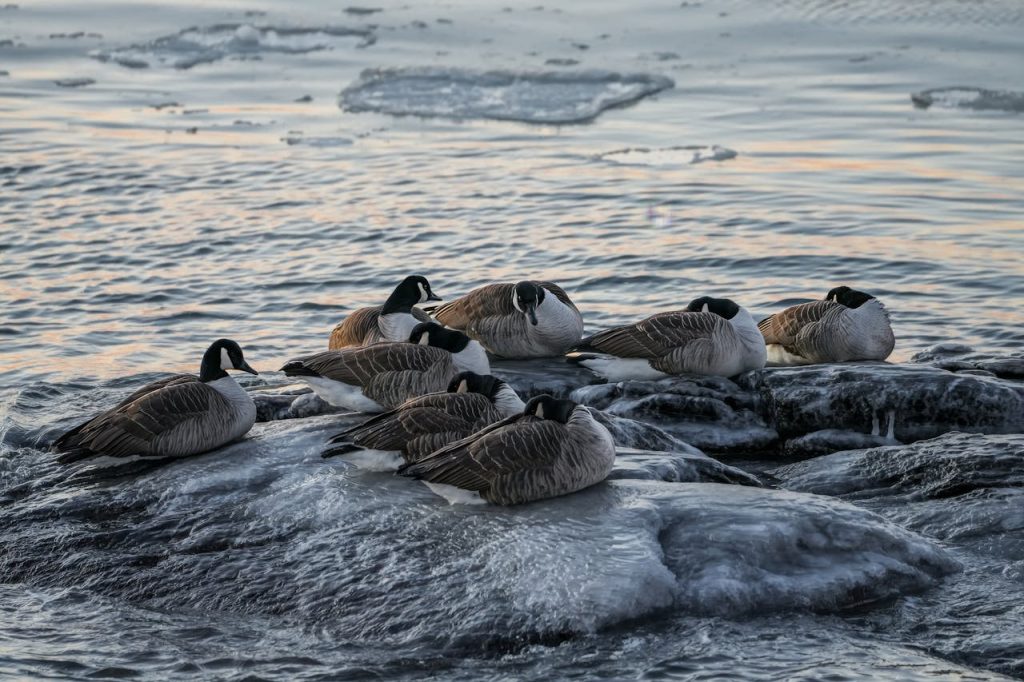 A strategic investment positioning Canada at the forefront of Arctic connectivity and global trade. Image source: https://www.pexels.com/photo/canada-geese-resting-on-icy-waters-at-sunset-35874179/