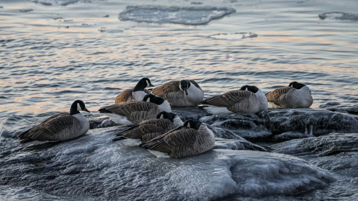 ATCO Backs Arctic Gateway Vision with Strategic Investment in Grays Bay Project