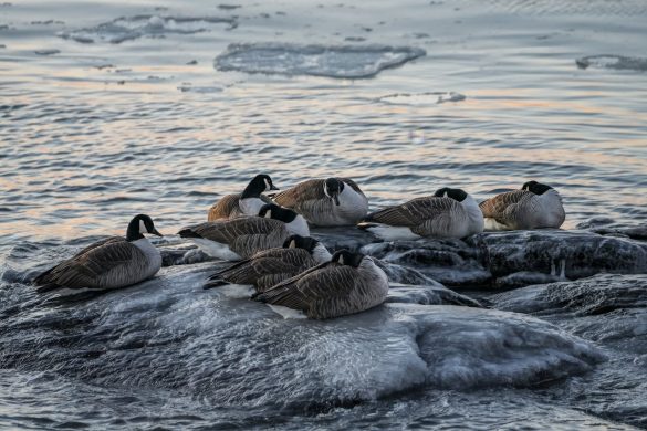A strategic investment positioning Canada at the forefront of Arctic connectivity and global trade. Image source: https://www.pexels.com/photo/canada-geese-resting-on-icy-waters-at-sunset-35874179/